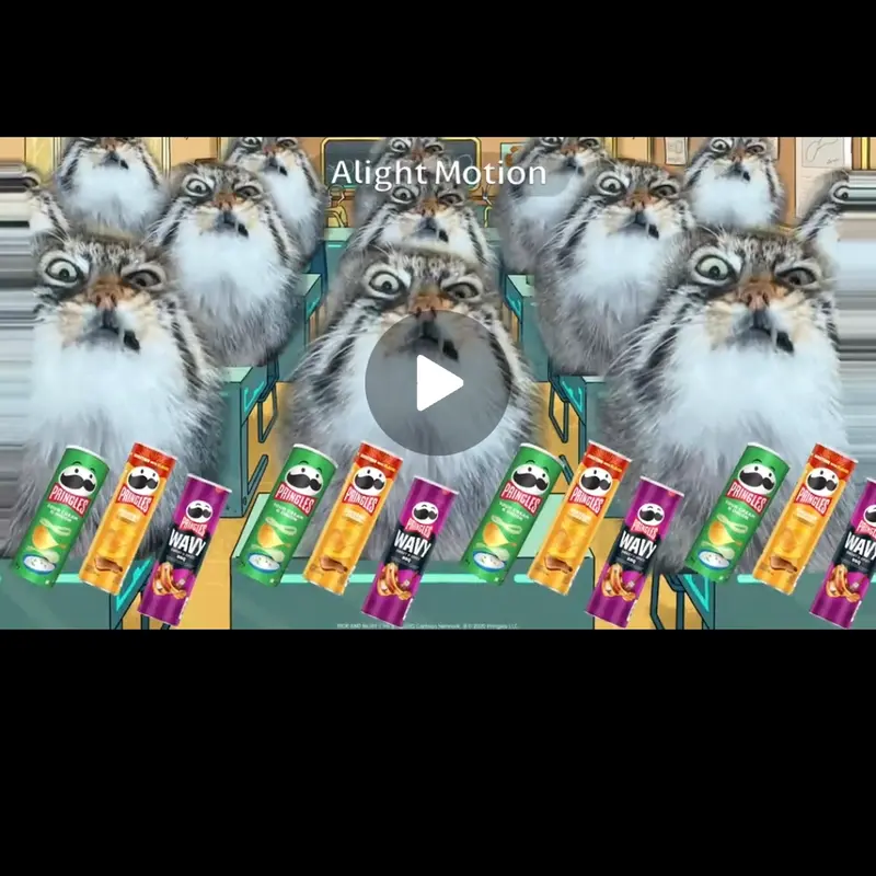マヌルネコの写真