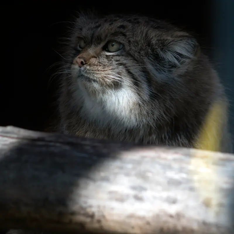 リトアニア動物園のメリッサの写真