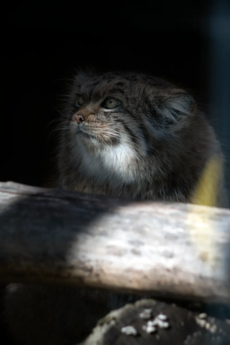 リトアニア動物園のメリッサの写真