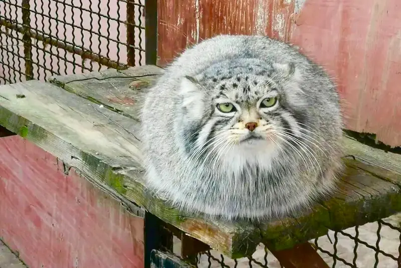青海チベット高原野生動物園のスン・スーミャオの写真