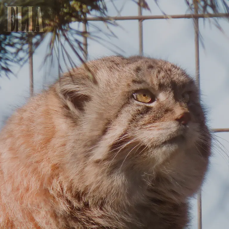 カルガリー動物園 / ワイルダー研究所のオラフの写真