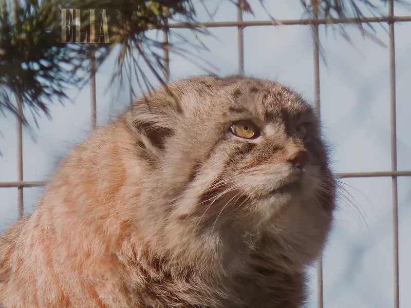 カルガリー動物園 / ワイルダー研究所のオラフの写真