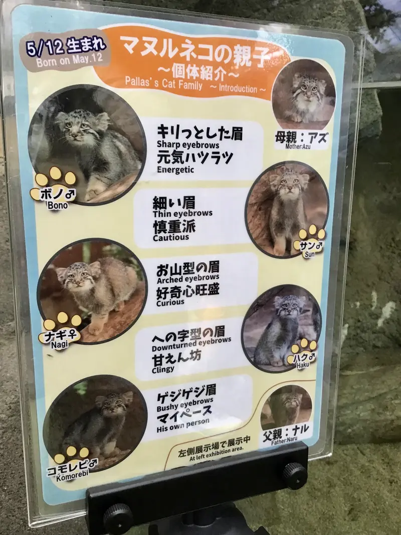 マヌルネコの写真