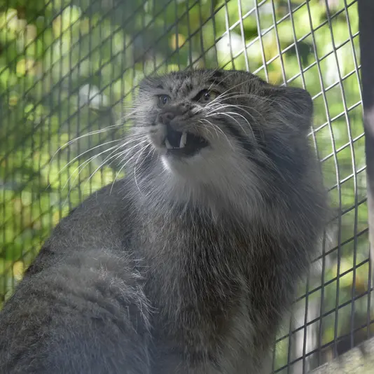 コシツェ動物園のアイセンの写真
