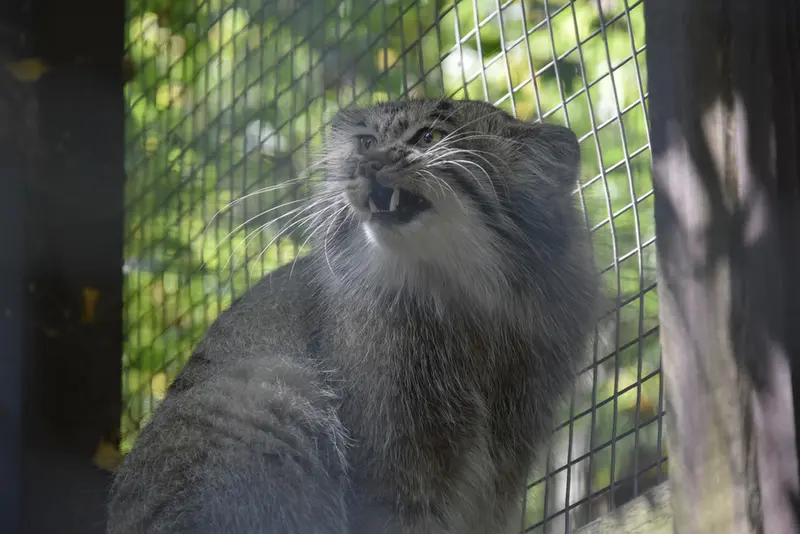 コシツェ動物園のアイセンの写真