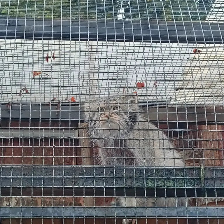 レニングラード動物園のシューの写真