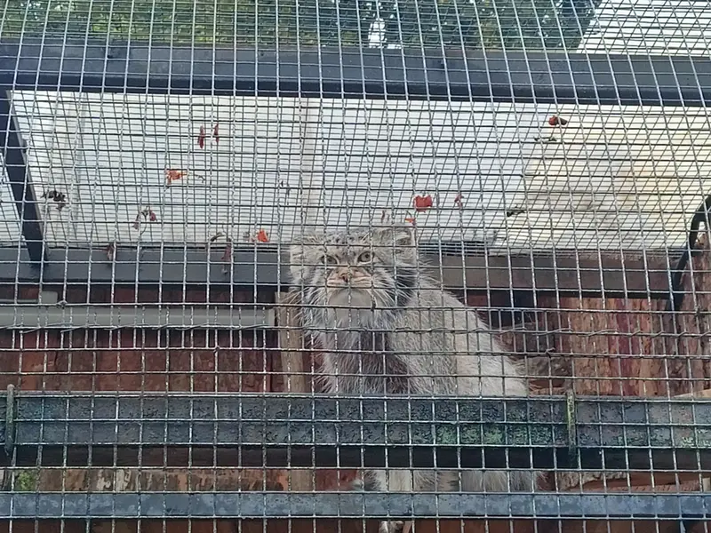 レニングラード動物園のシューの写真