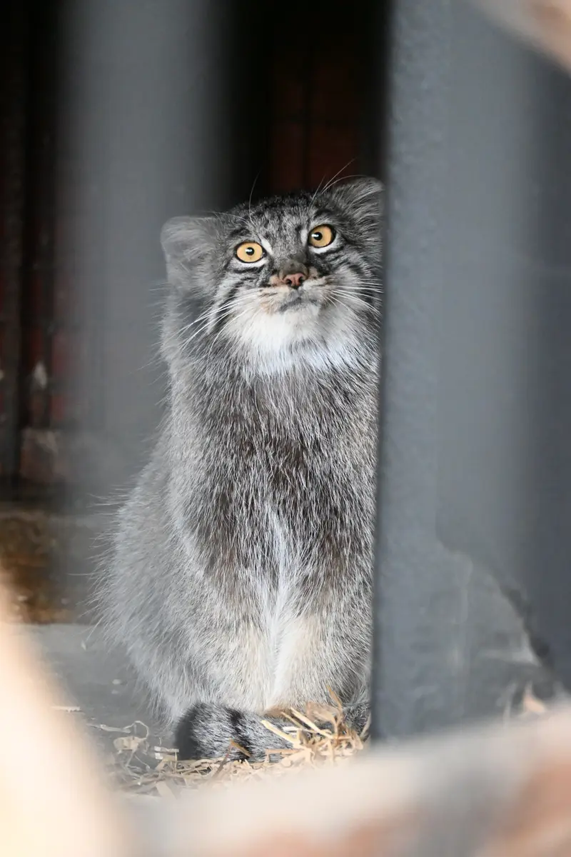 ごかつら池どうぶつパークのメイの写真