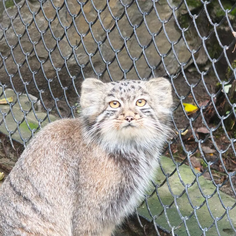 ノヴォシビルスク動物園のスネジャナの娘 b.2026 Ⅱの写真