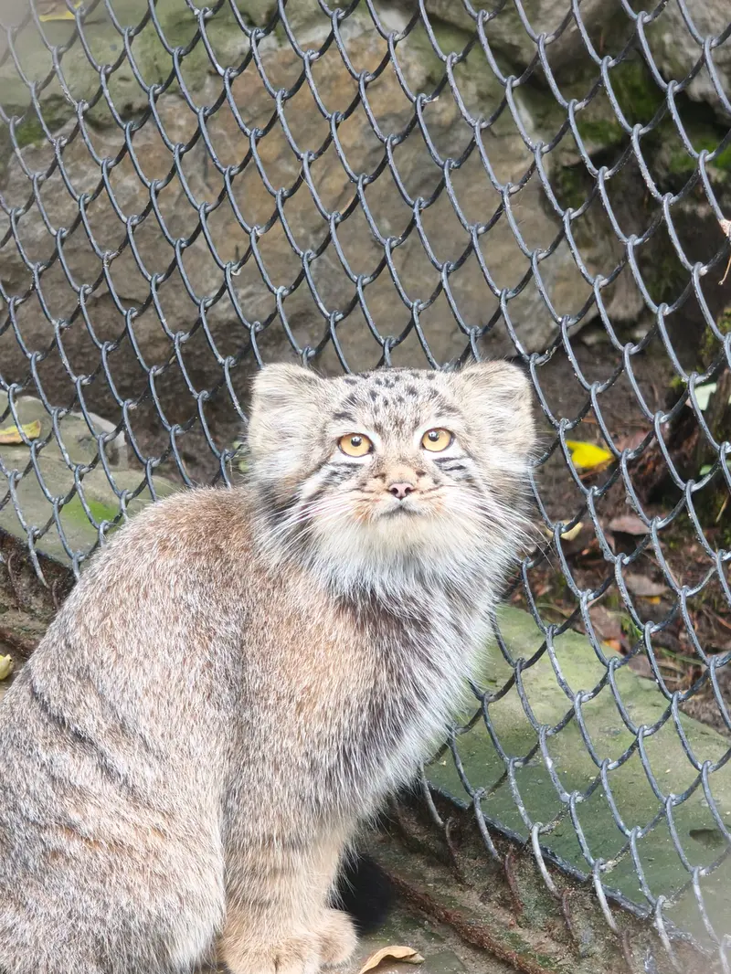 ノヴォシビルスク動物園のマヌルネコの写真