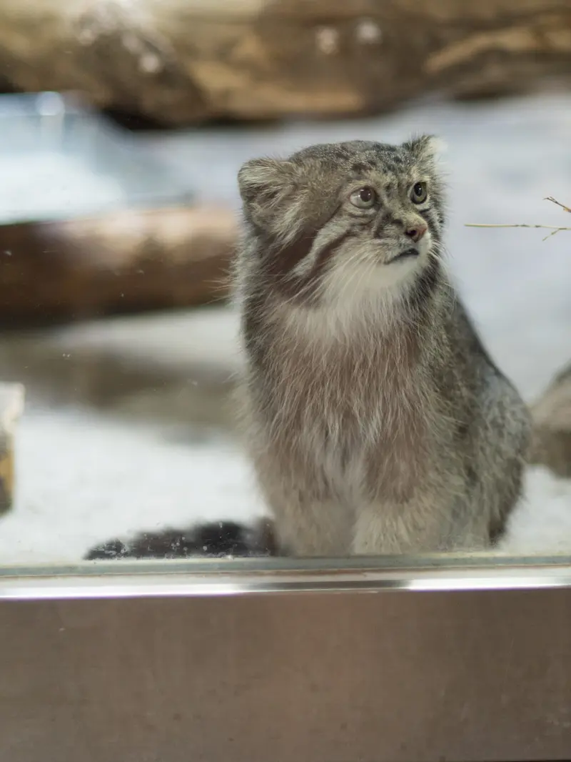 恩賜上野動物園のクリョンの写真