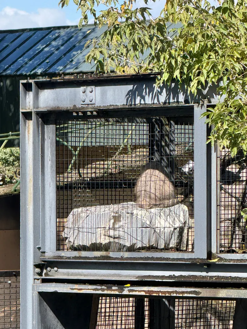 旭山動物園のヒデの写真