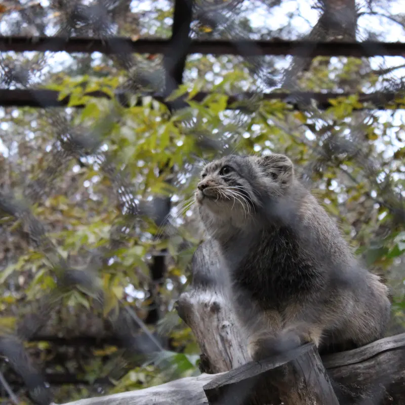 ノヴォシビルスク動物園のマヌルネコの写真