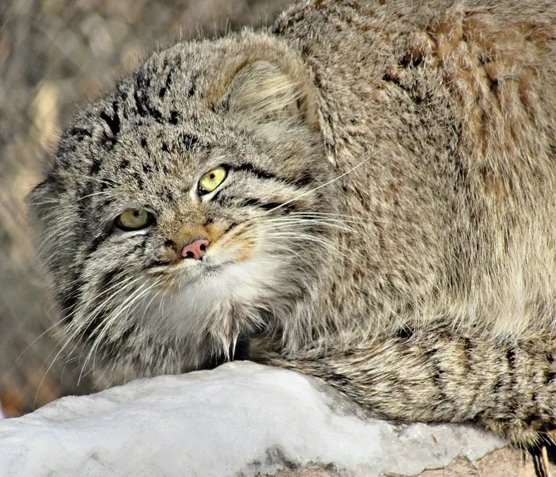 ノヴォシビルスク動物園のマヌルネコの写真