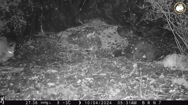 エギズカラ［新］カメラトラップで撮影したOtocolobus manul manulの写真