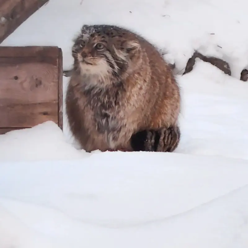 ノヴォシビルスク動物園のマヌルネコの写真
