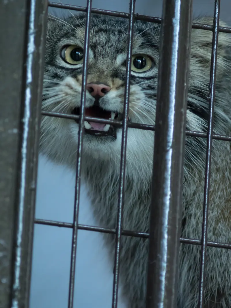 野毛山動物園のフィーガの写真