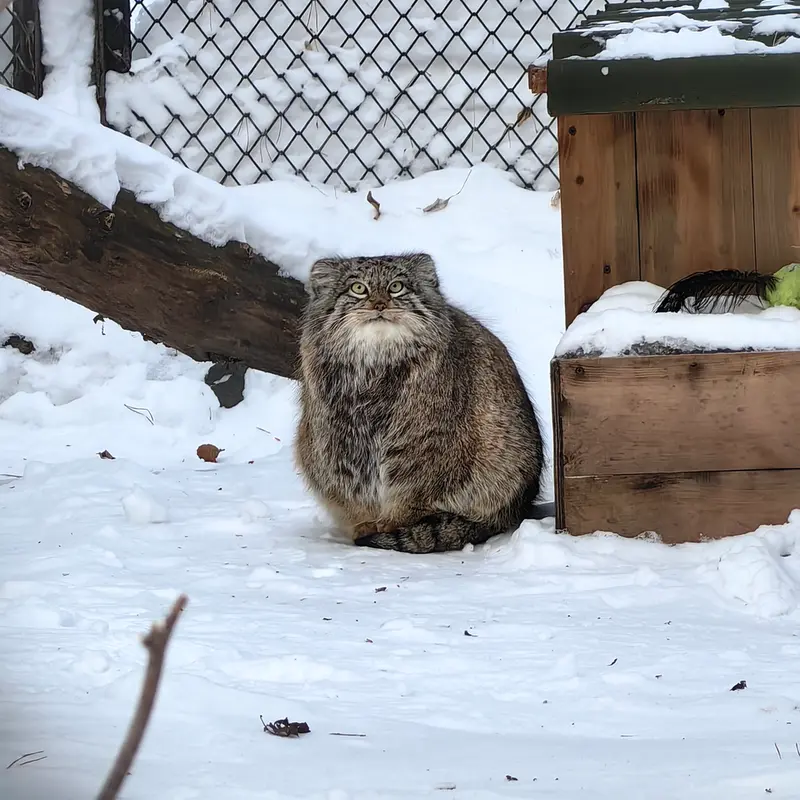 ノヴォシビルスク動物園のスネジンカの写真