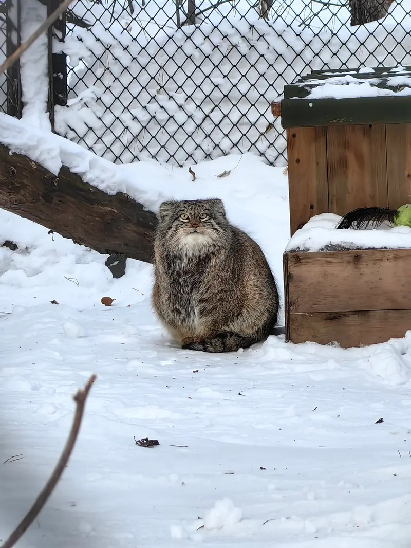 ノヴォシビルスク動物園のスネジンカの写真
