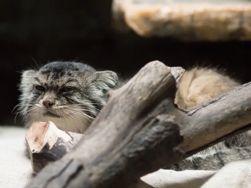 恩賜上野動物園のプリームラの写真
