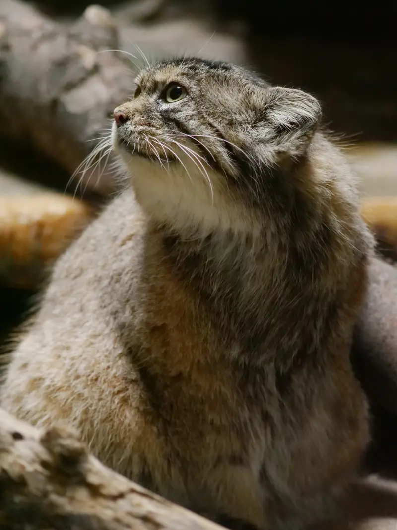 恩賜上野動物園のプリームラの写真