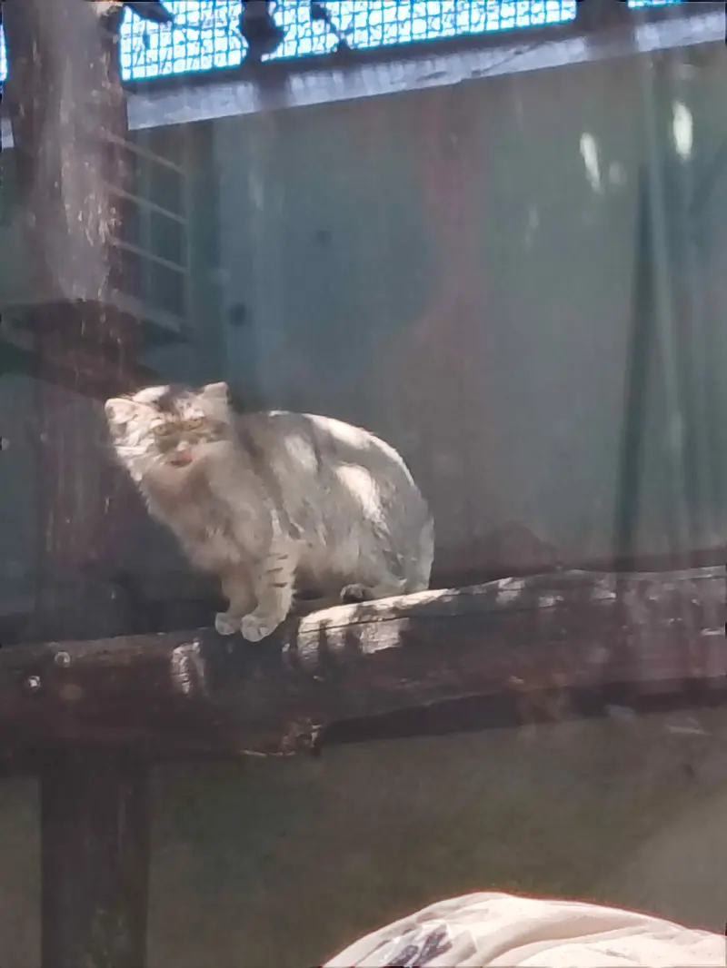 ブダペスト動物園・植物園のルーシーの写真