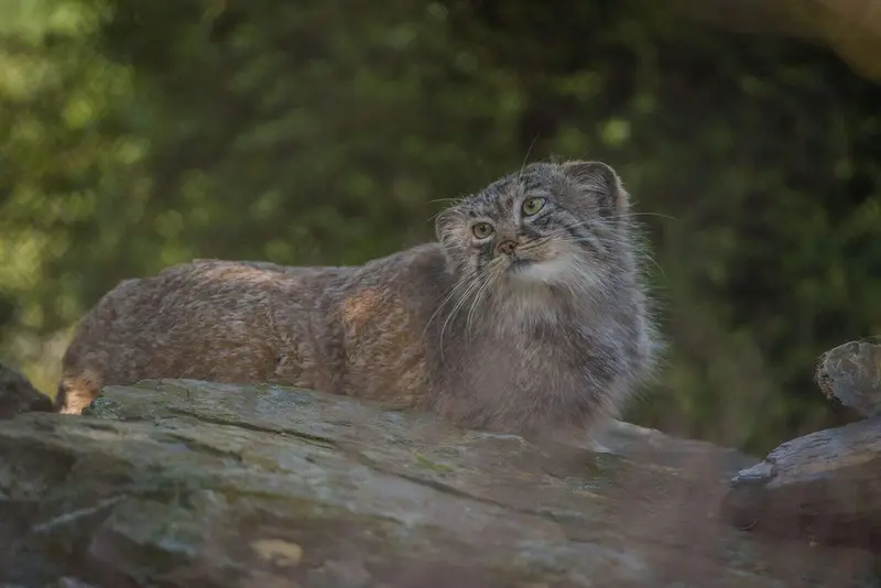 チェスター動物園のマヌルネコの写真