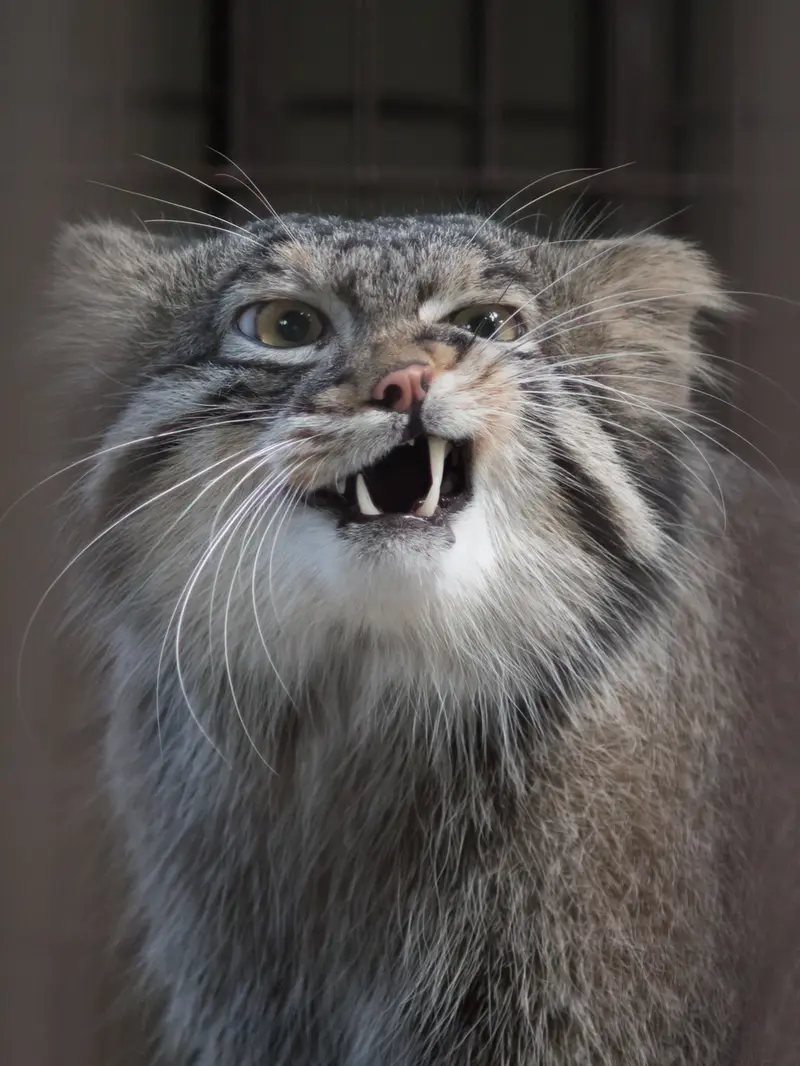 野毛山動物園のフィーガの写真