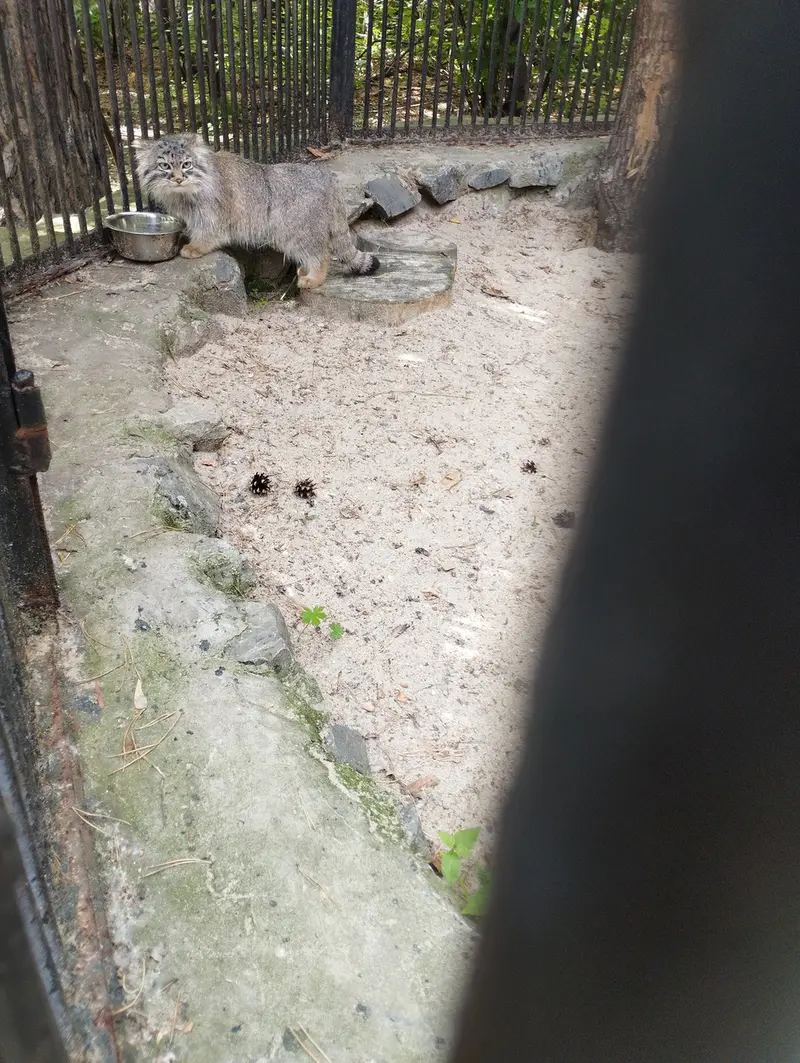 ノヴォシビルスク動物園のマヌルネコの写真