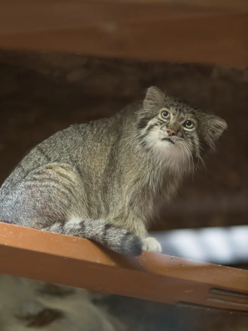 恩賜上野動物園のクリョンの写真