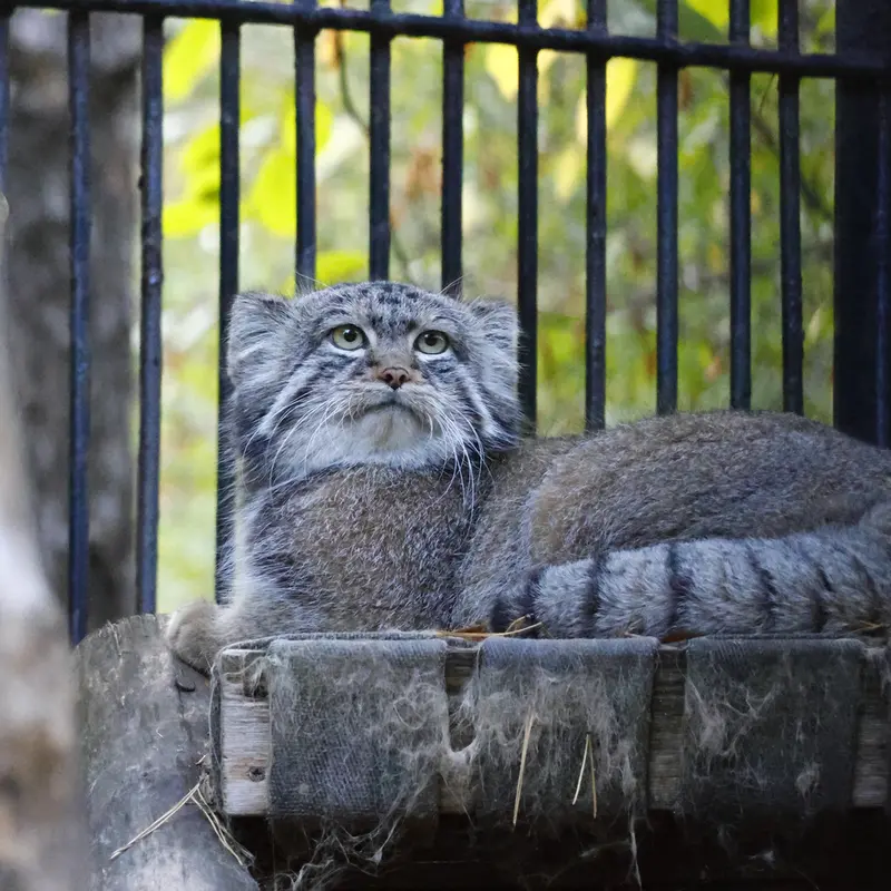 ノヴォシビルスク動物園のシルヴェスターの写真