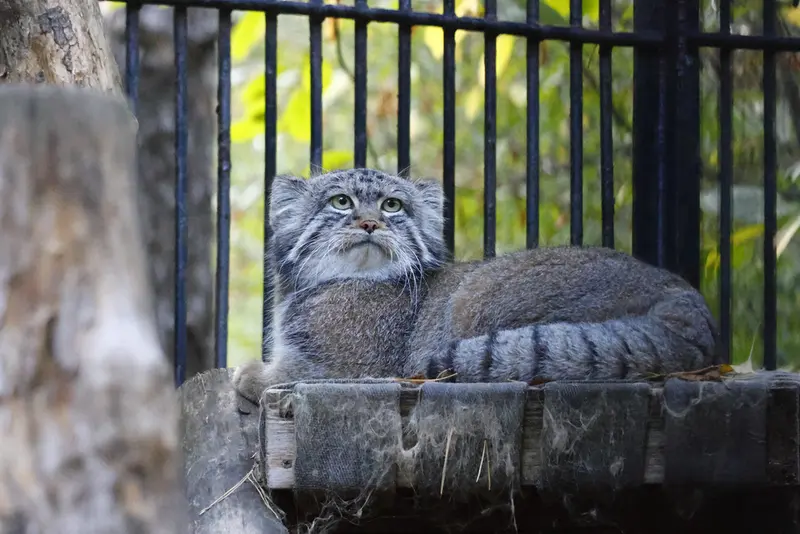 ノヴォシビルスク動物園のシルヴェスターの写真