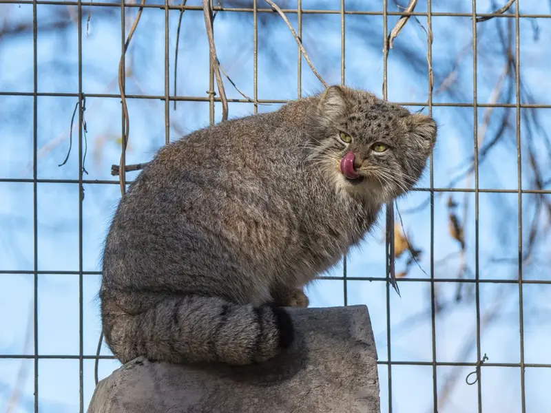 カルガリー動物園 / ワイルダー研究所のペマの写真