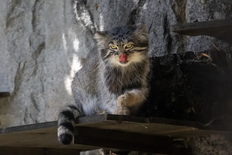 モスクワ動物園のティモフェイの写真