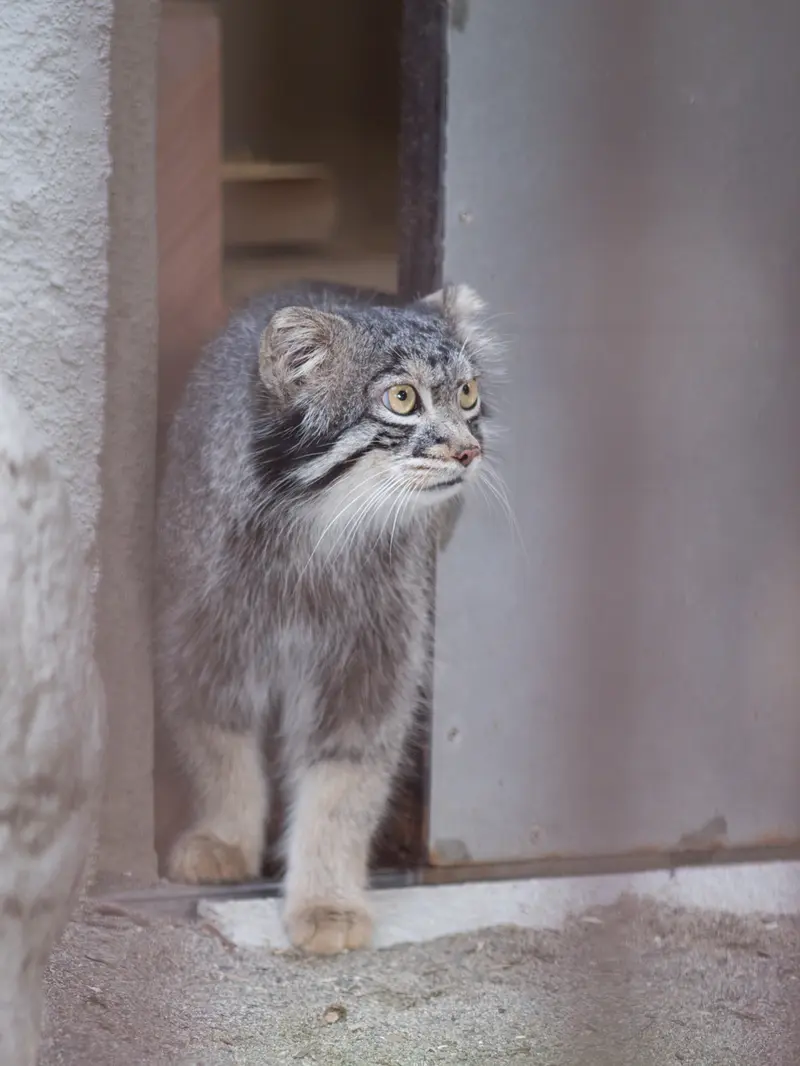 野毛山動物園のフィーガの写真