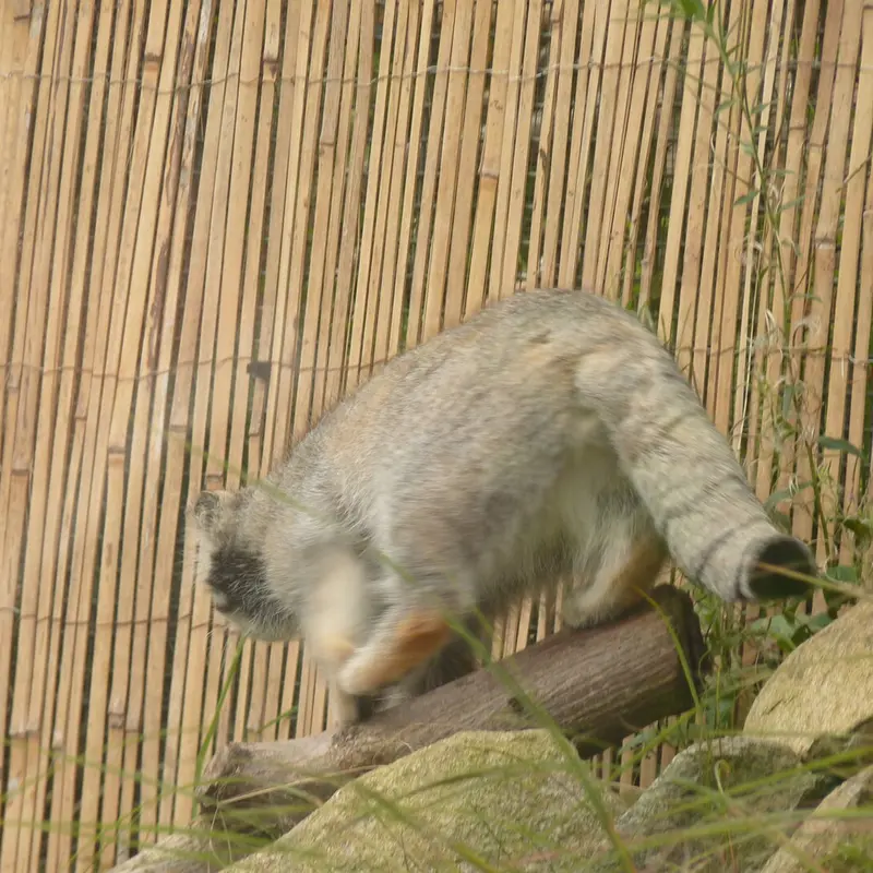 エディンバラ動物園のアキコの写真