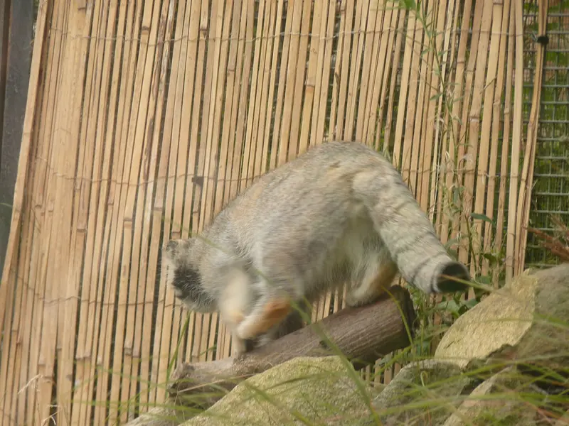 エディンバラ動物園のアキコの写真