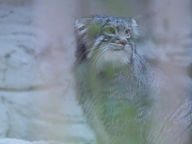 野毛山動物園のフィーガの写真