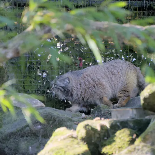 ロッテルダム動物園のポエスの写真