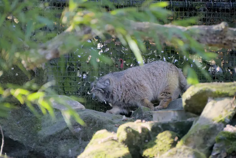 ロッテルダム動物園のポエスの写真