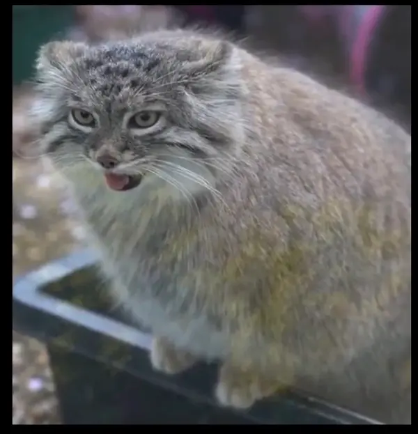 マヌルネコの写真