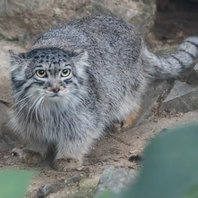ブルノ動物園のアリウナーの写真