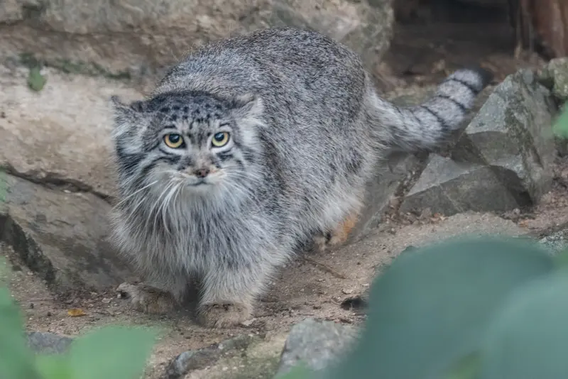 ブルノ動物園のアリウナーの写真