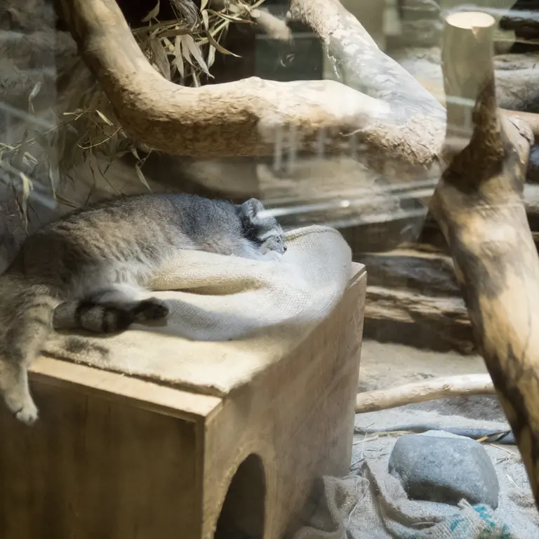 恩賜上野動物園のクリョンの写真