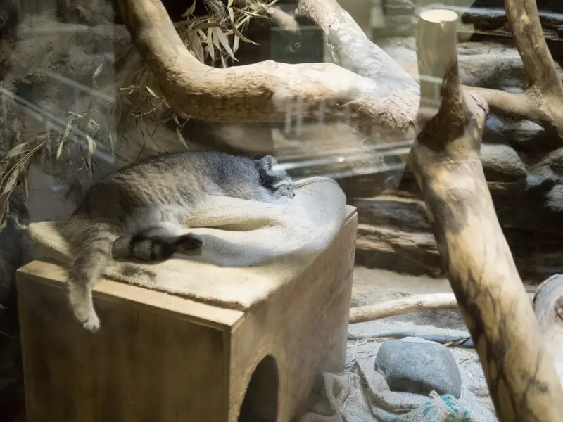 恩賜上野動物園のクリョンの写真
