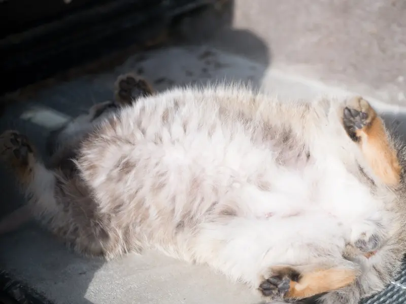 旭山動物園のグルーシャの写真