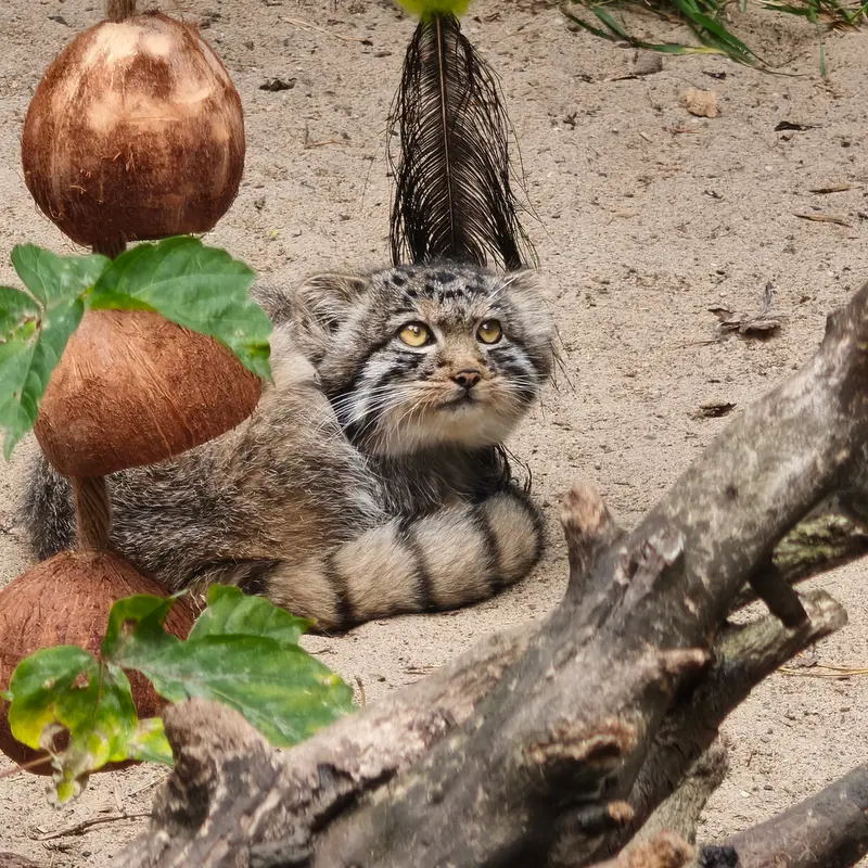 ノヴォシビルスク動物園のイヴの子（2026年生まれ）Ⅳの写真