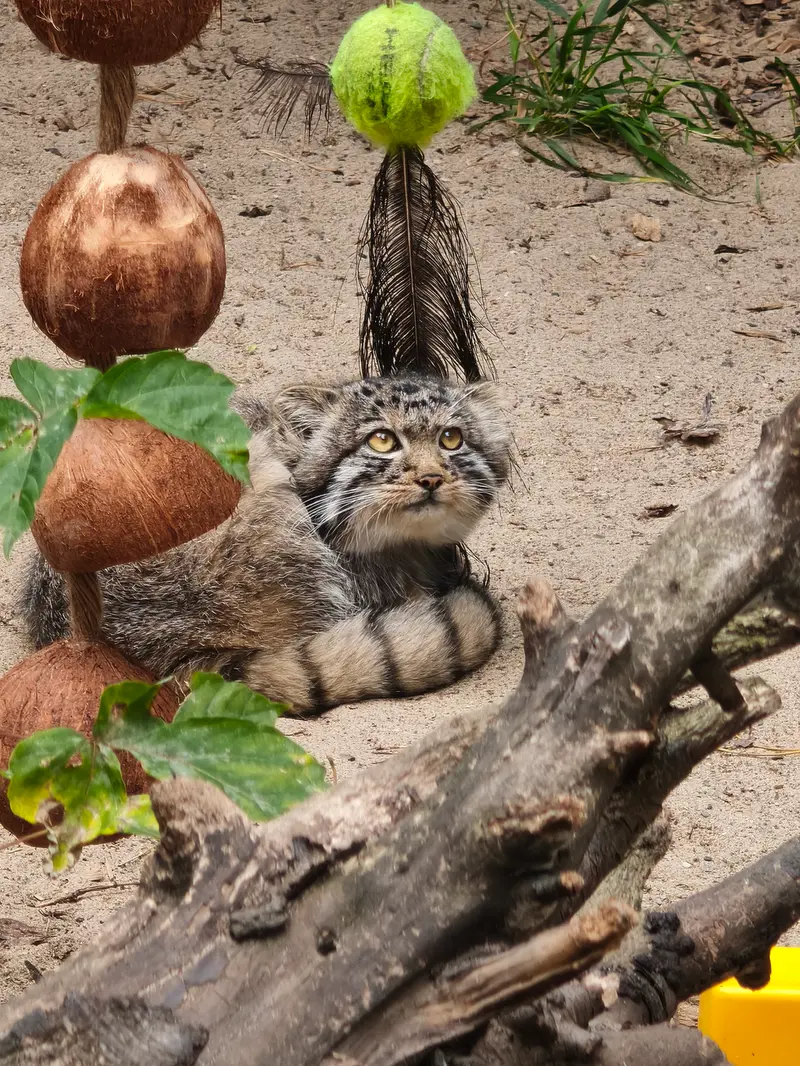 ノヴォシビルスク動物園のマヌルネコの写真