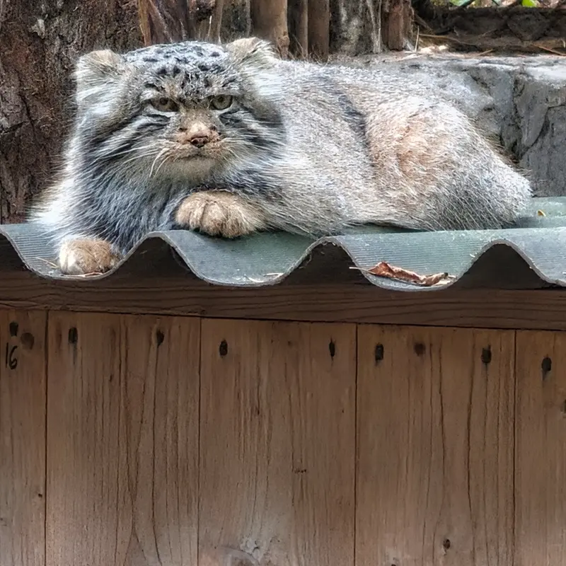 ノヴォシビルスク動物園のマヌルネコの写真