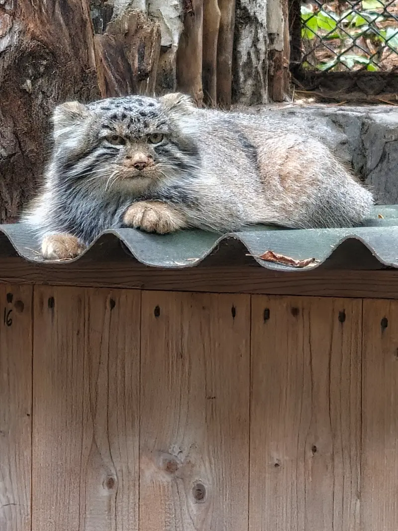 ノヴォシビルスク動物園のマヌルネコの写真